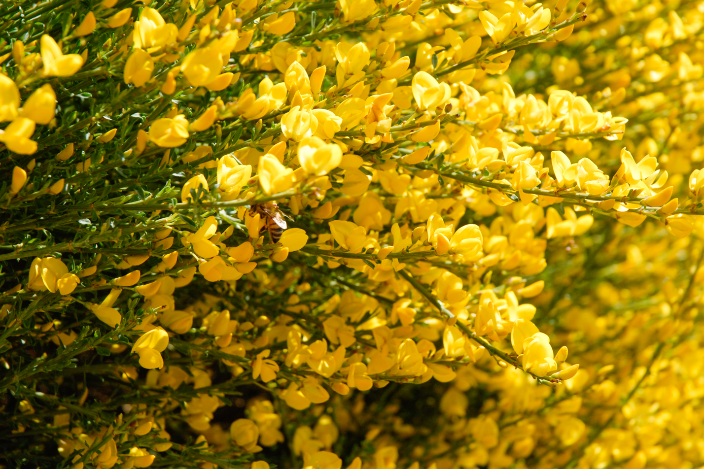 Spanish Gold Broom